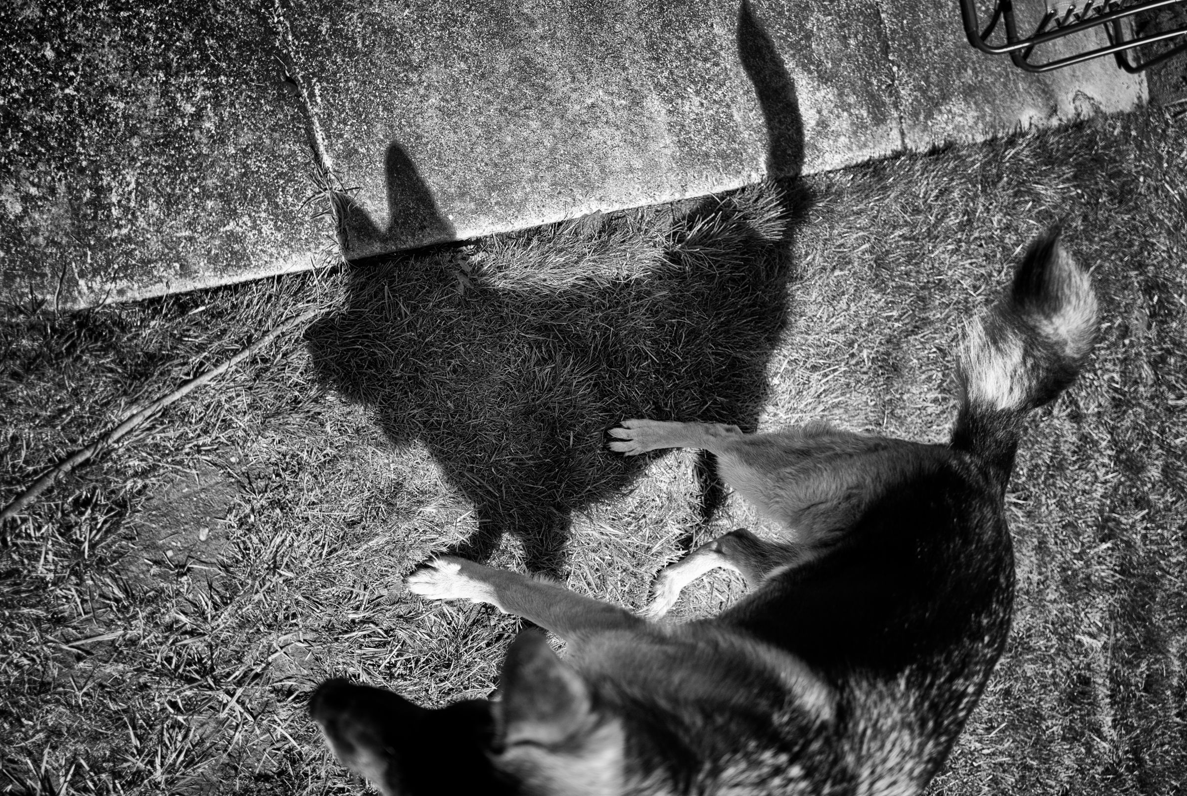 A black and white photo of a german shepherd dog standing in the foreground with his shadow in focus on the ground.