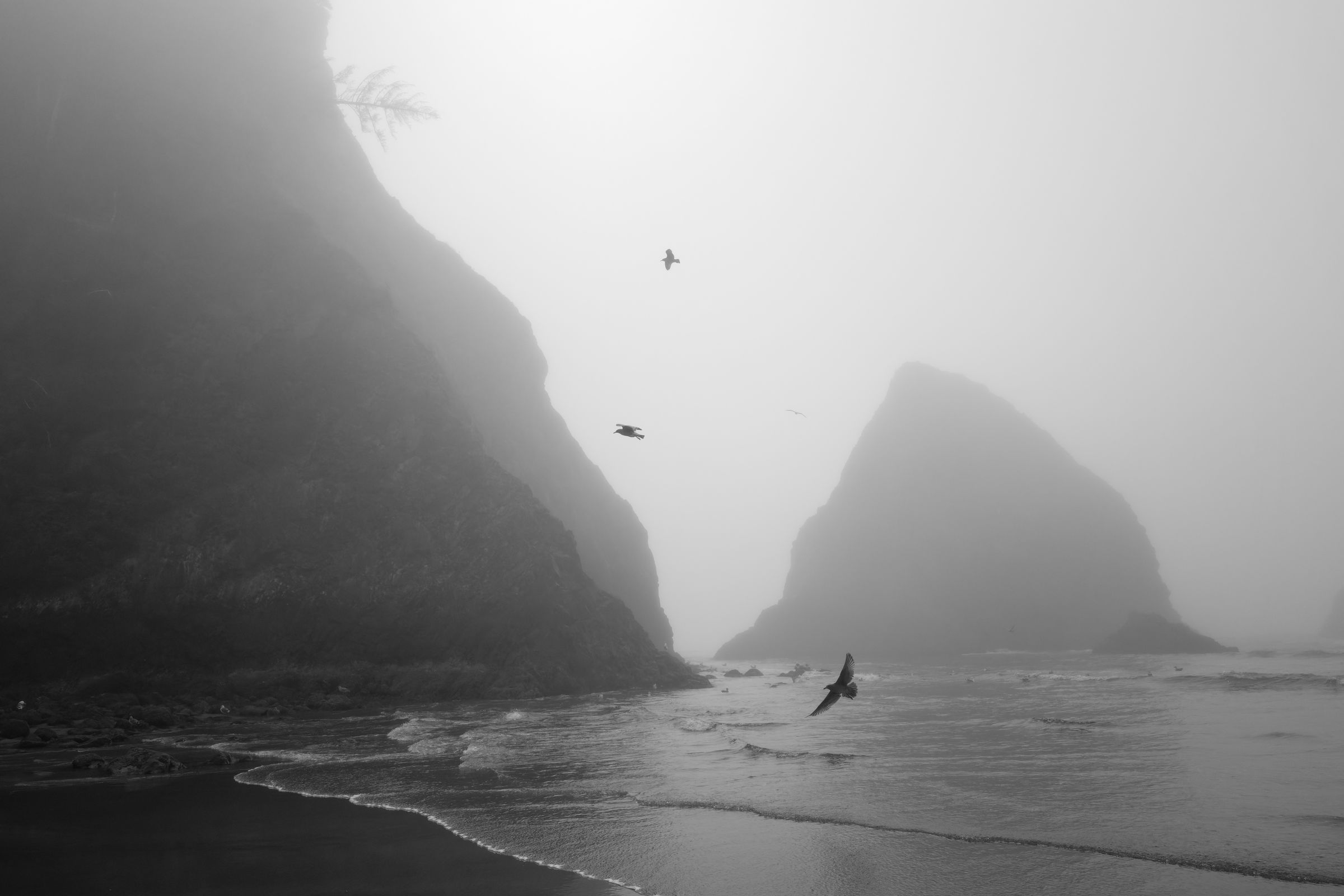 A black and white misty coastal scene with towering sea stacks shrouded in fog, birds soaring above choppy waves breaking on a secluded beach.